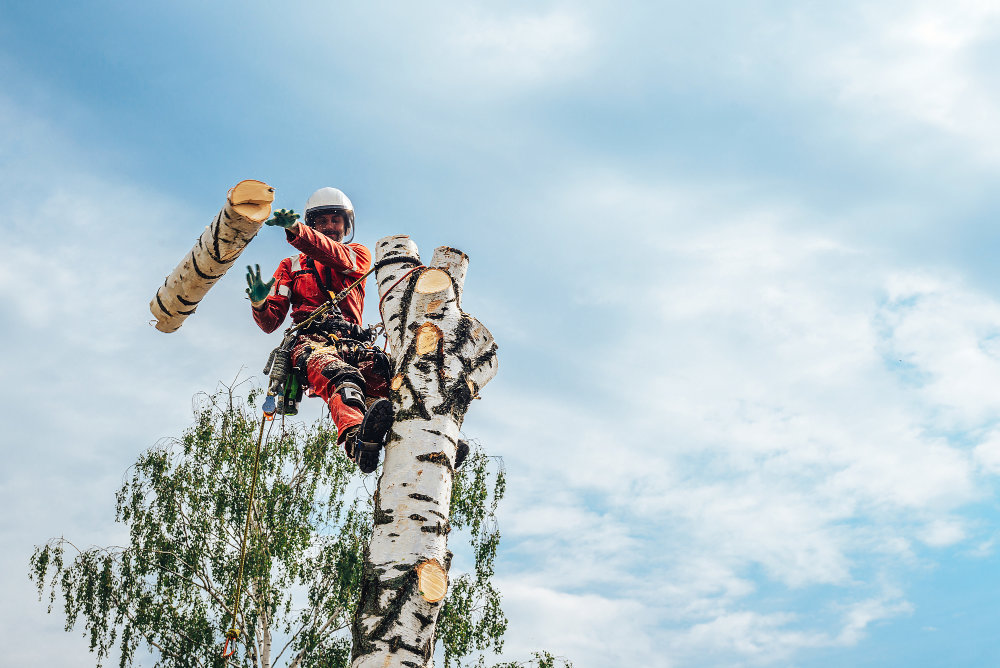 Top 7 Questions to Ask When Hiring a Tree Care Service