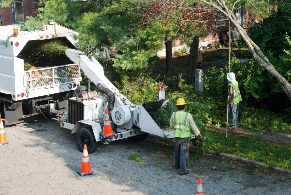 What is The Difference between an Arborist and a Tree Service?
