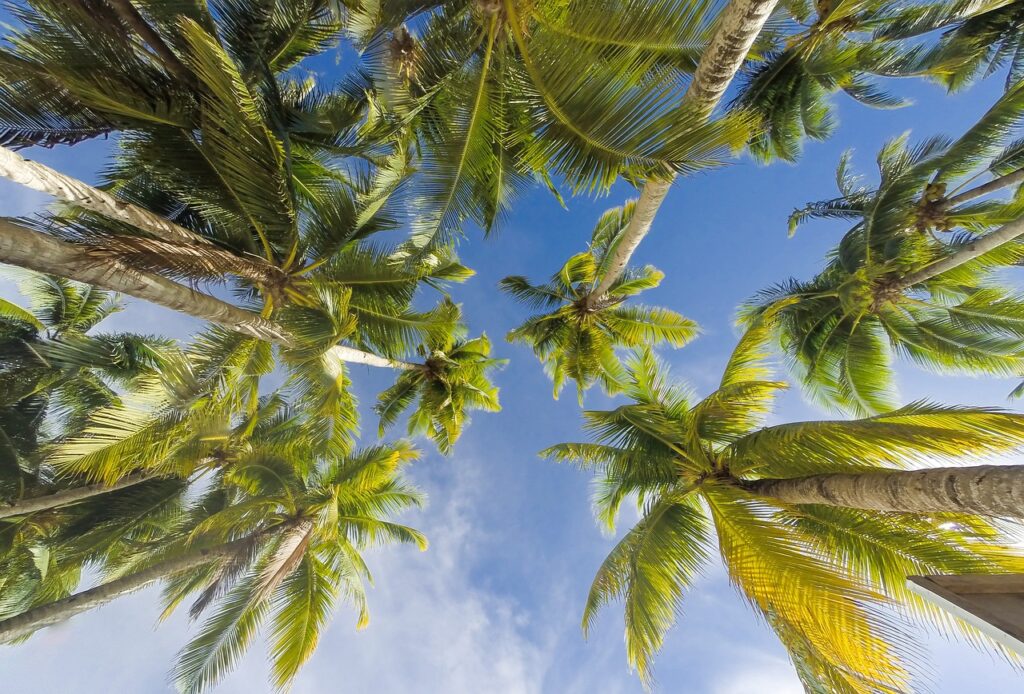 The Best Time of Year to Plant a Palm Tree