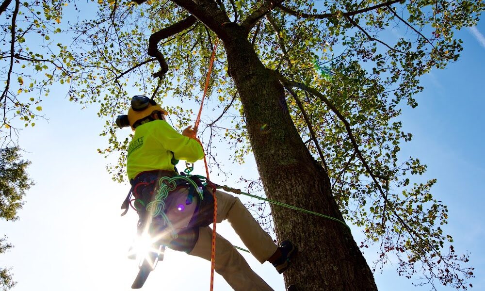 Bartlett Tree Experts