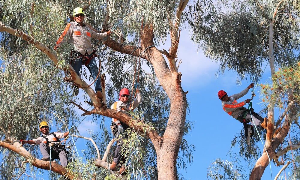 Design Tree Maintenance