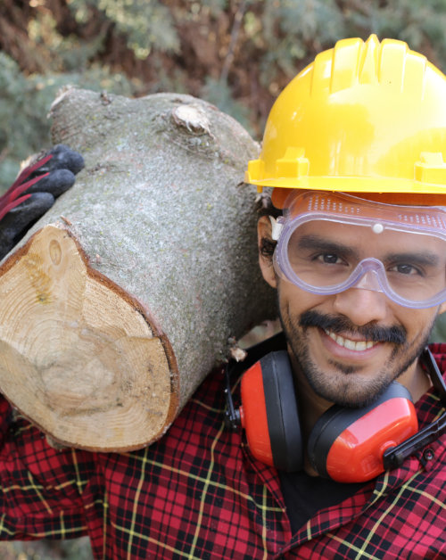 Tips to Hire a Arborist in Phoenix