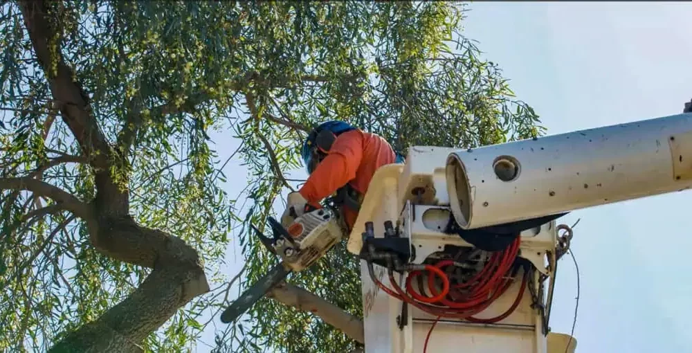 King’s Tree Services