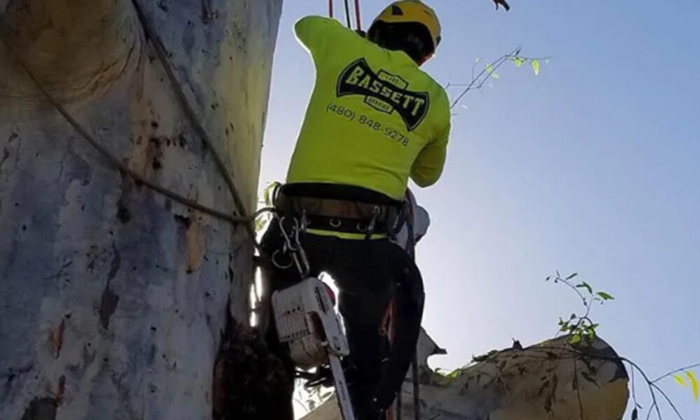 Bassett Tree Service