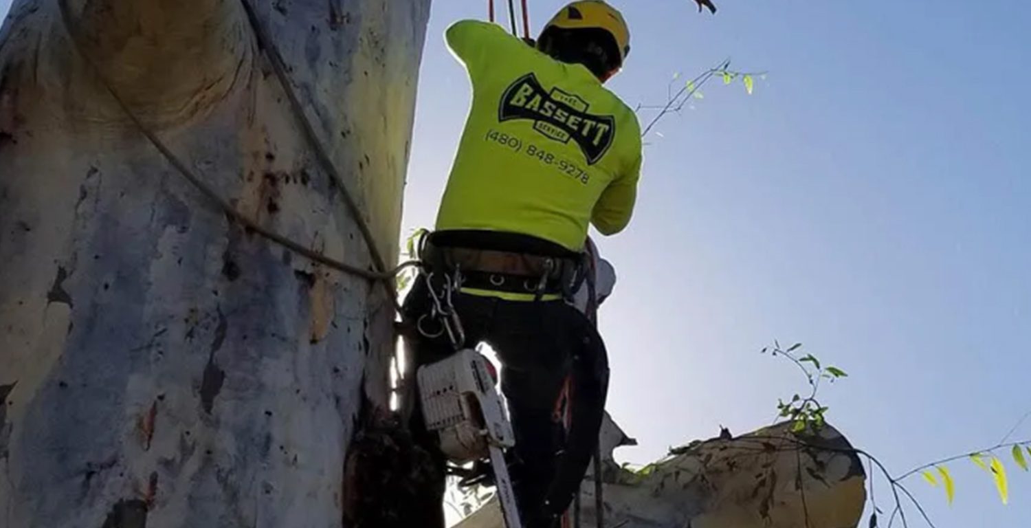 Bassett Tree Service