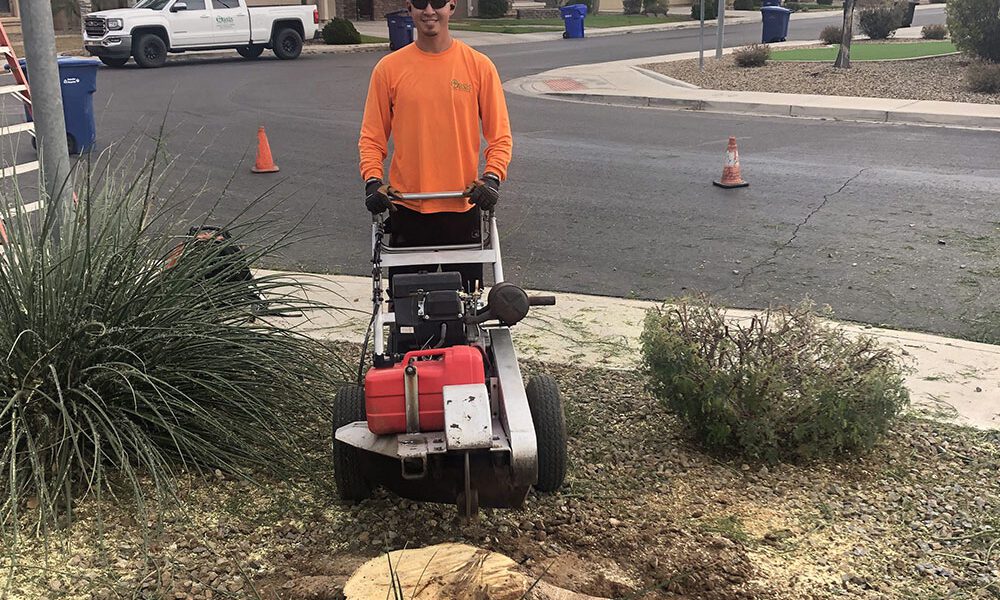 The Oasis Tree Service