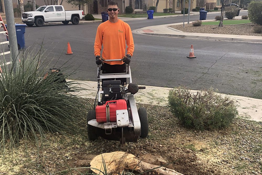 The Oasis Tree Service