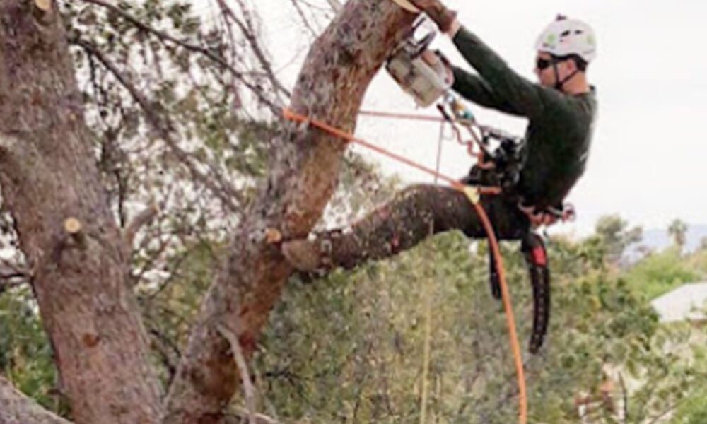 Tempe Tree Service