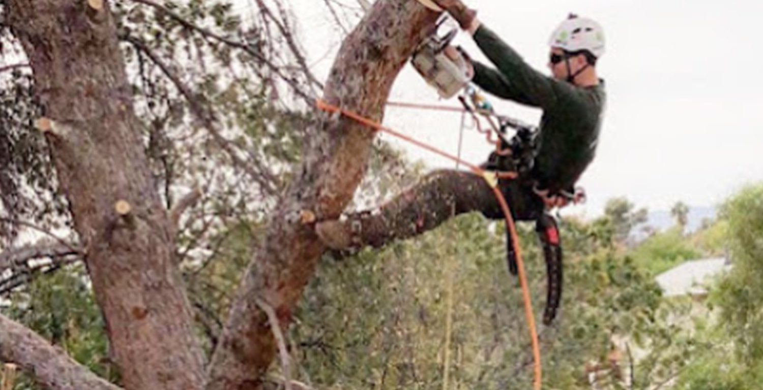 Tempe Tree Service