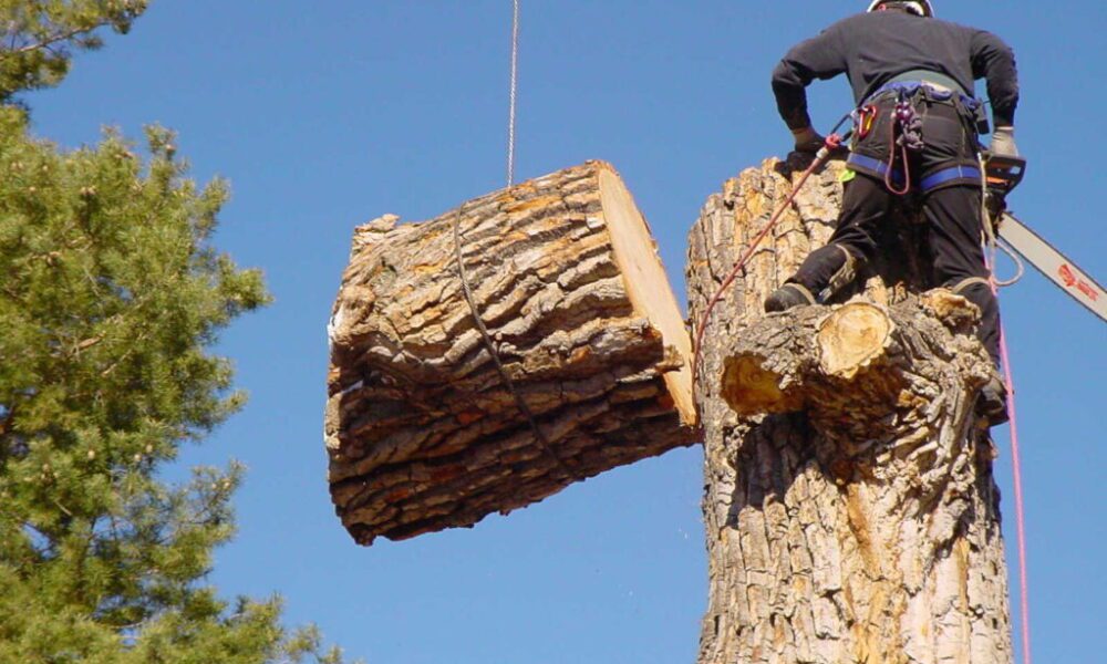 MK Chandler Tree Service