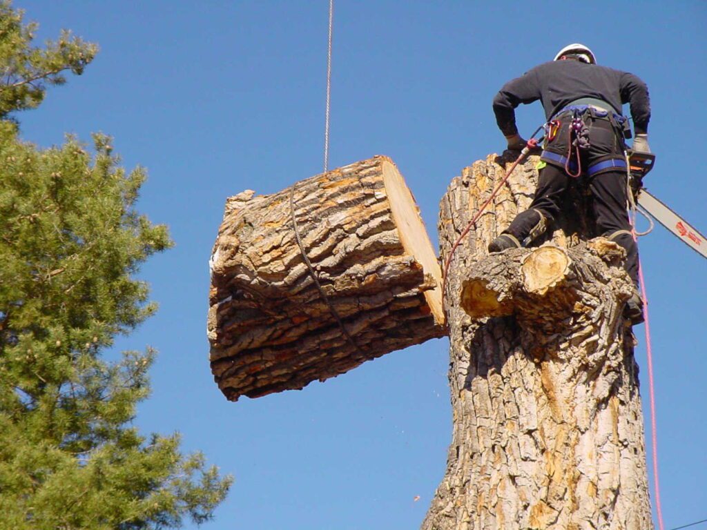 MK Chandler Tree Service