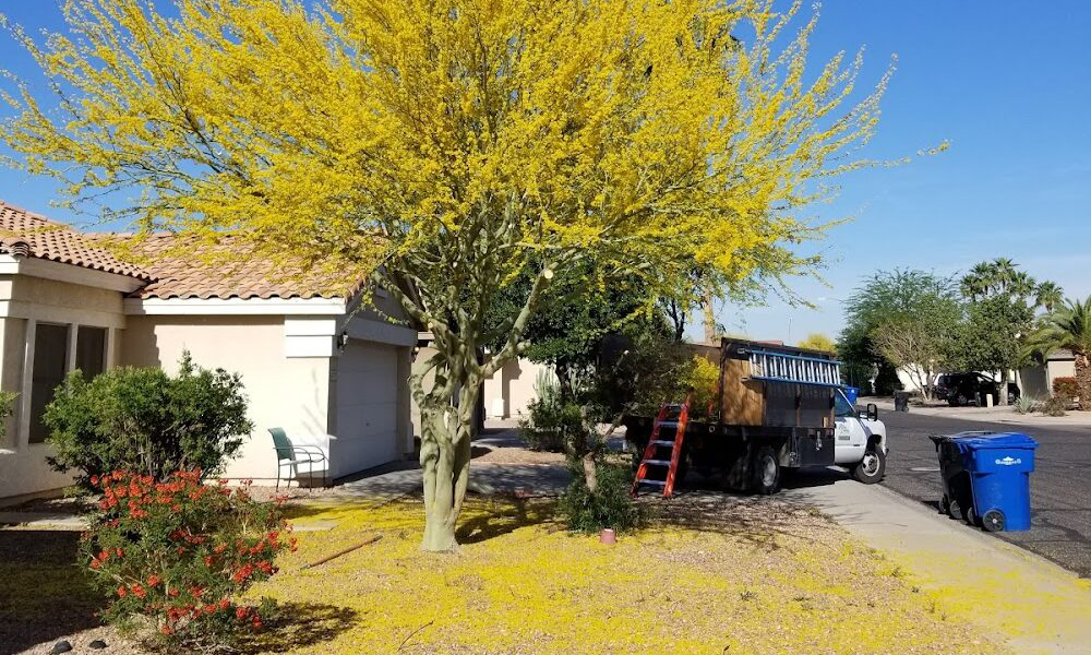 Arborzona Tree Service