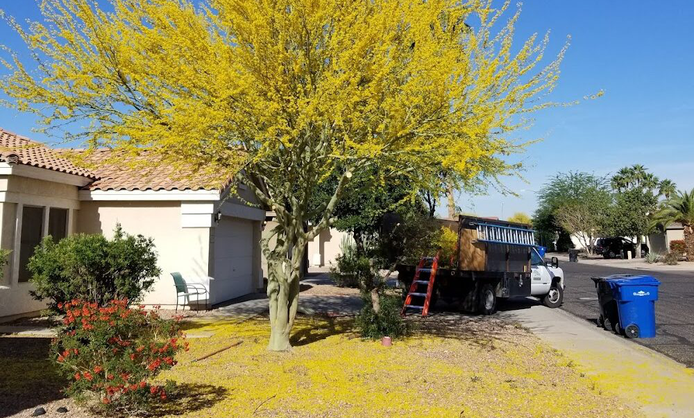 Arborzona Tree Service