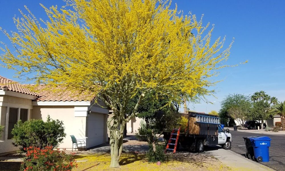 Arborzona Tree Service