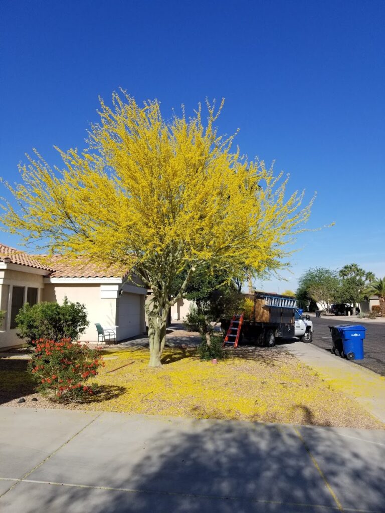 Arborzona Tree Service