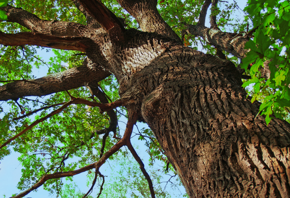 Bassett Tree Service