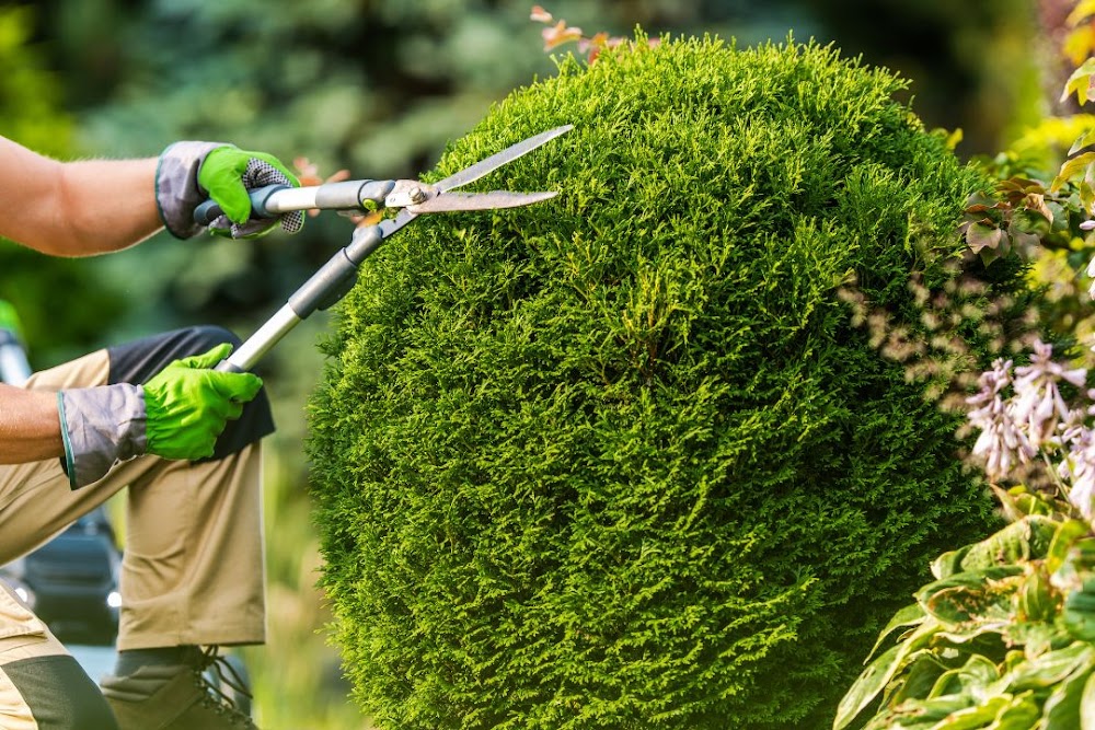 MK Chandler Tree Service