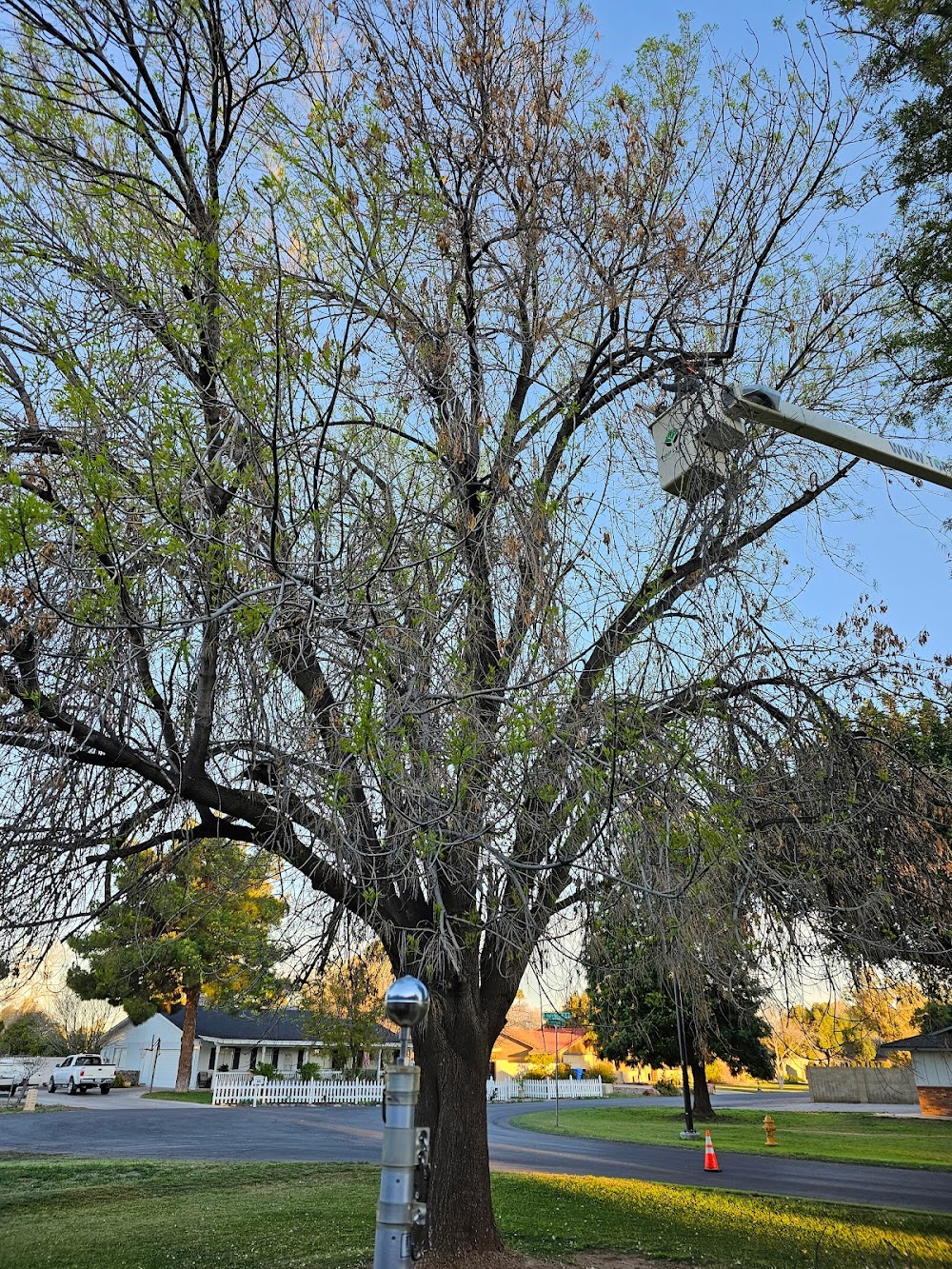 Top Leaf Tree Service