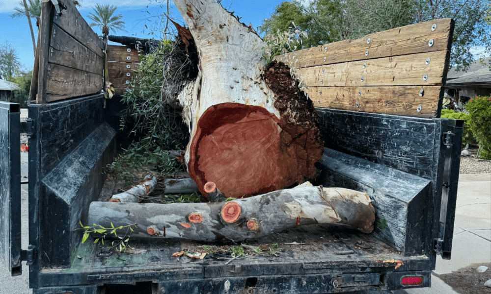 Murphy’s Trees LLC.