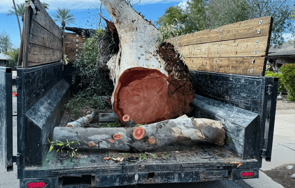 Murphy’s Trees LLC.