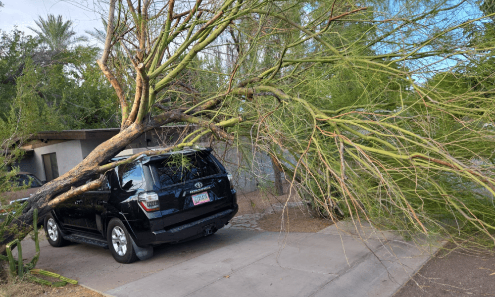 Shady Deal Tree Care Service