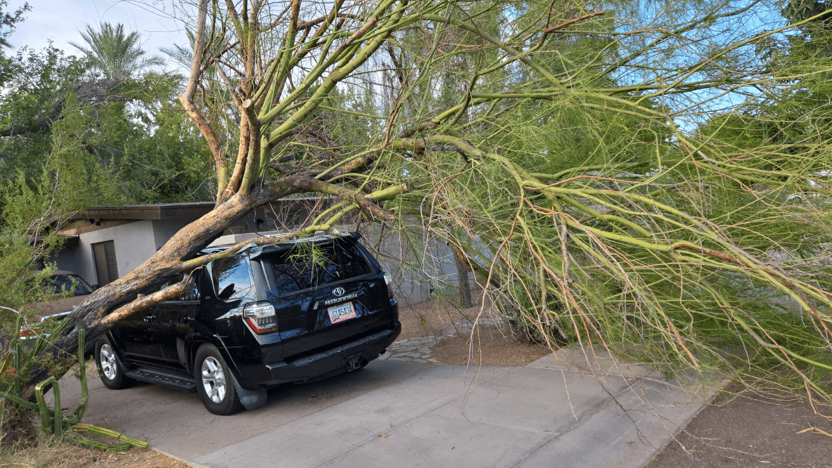 Shady Deal Tree Care Service