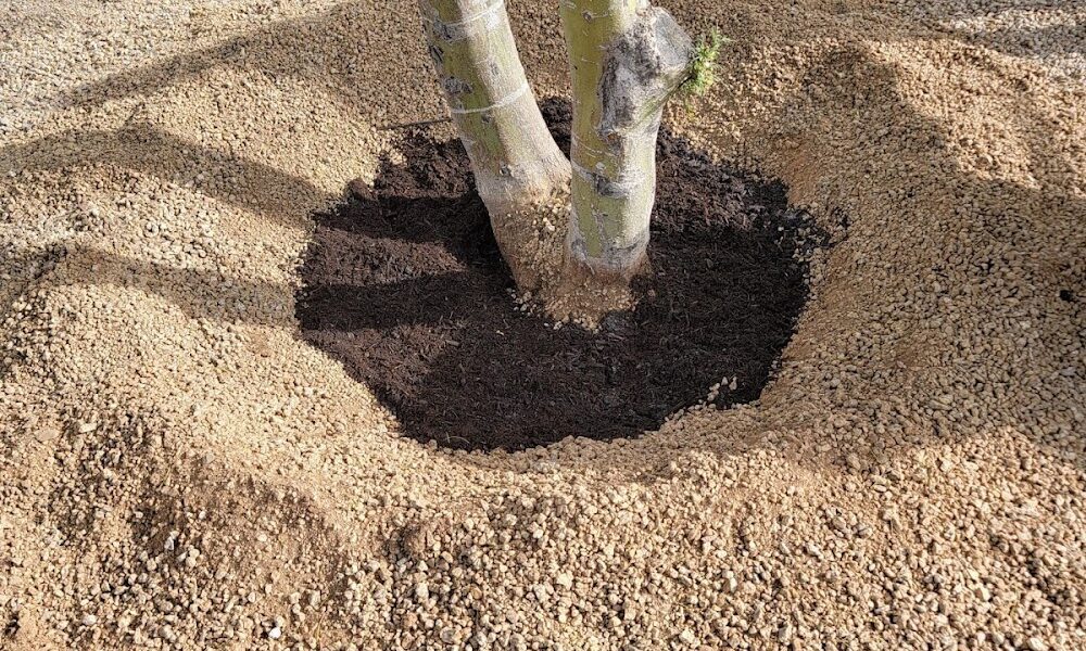 Branch Management Tree Service