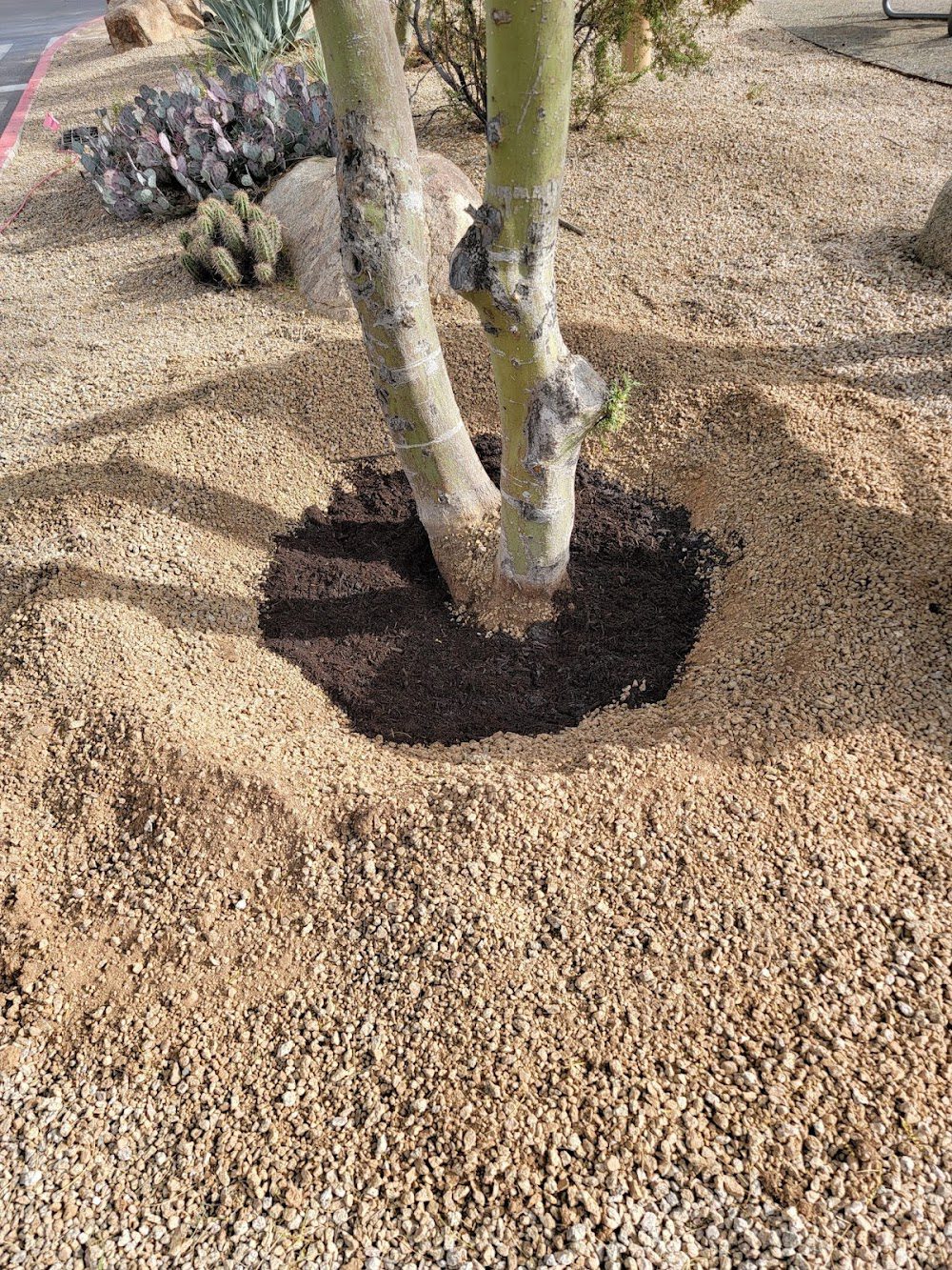 Branch Management Tree Service