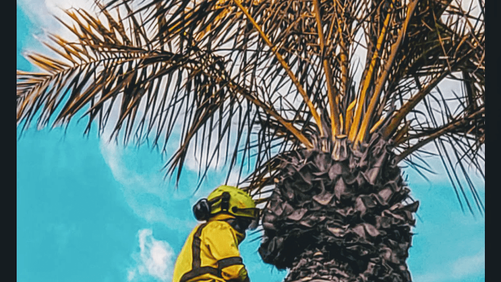 Professional Tree Monkeys LLC