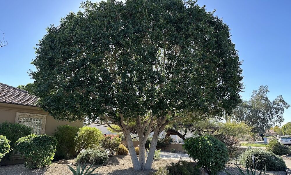 Treetime Design, LLC