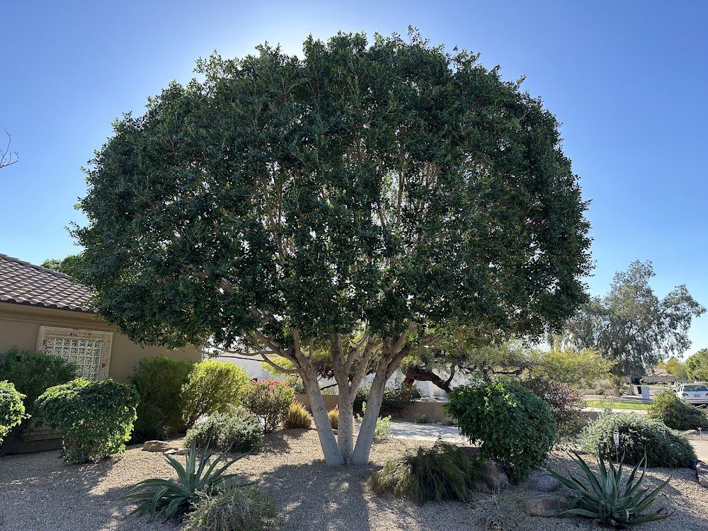 Treetime Design, LLC