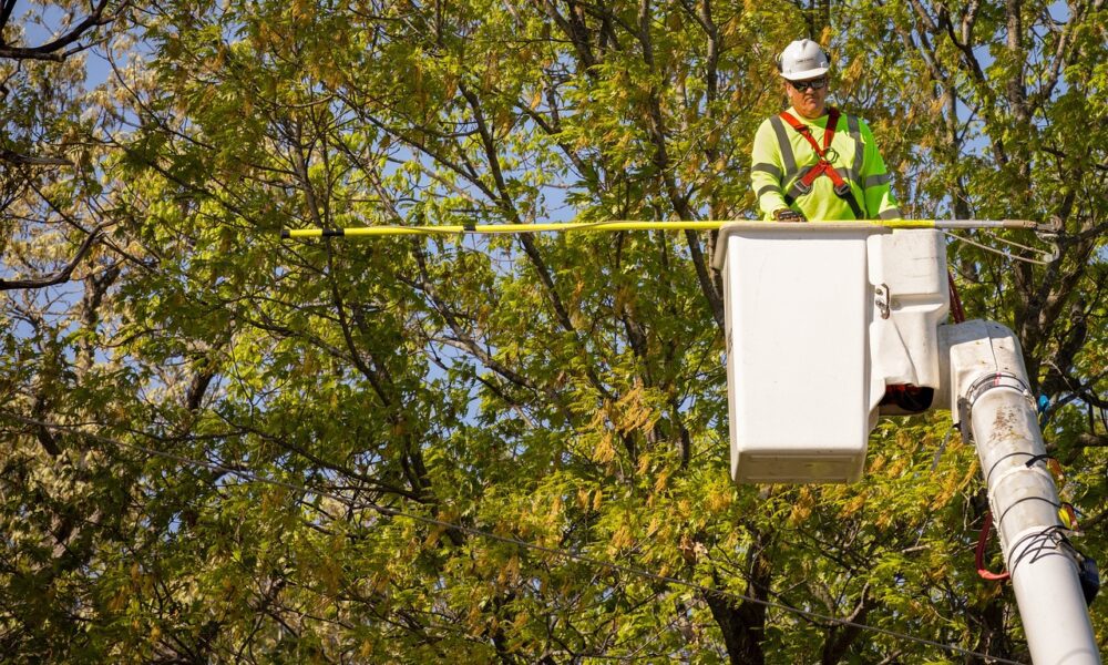 when-do-you-need-an-arborist