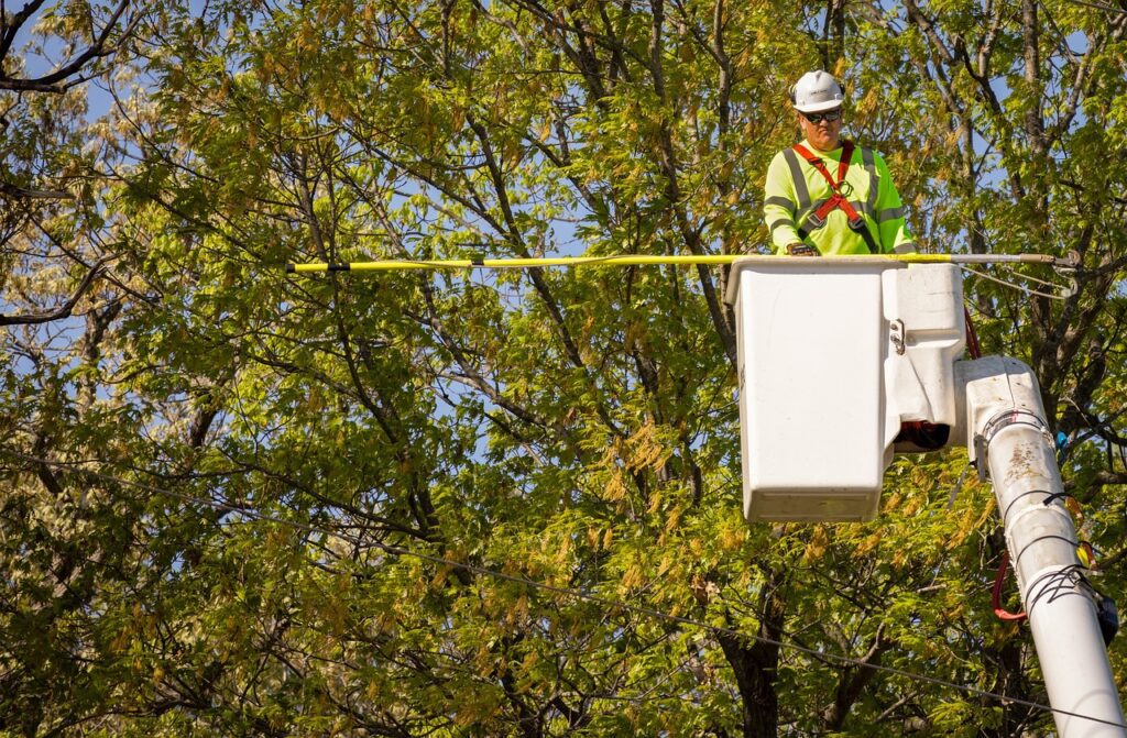 When Do You Need an Arborist in Phoenix?