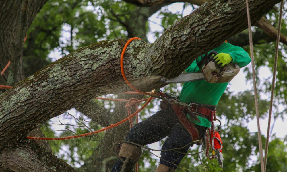arborist-tree-removal-cost-Phoenix