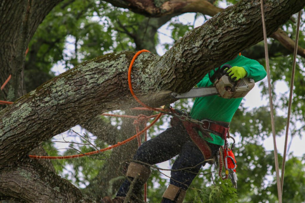 Arborist Tree Removal Cost in Phoenix, AZ